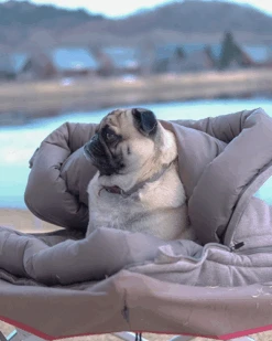 Snow Peak Dog Ofuton Sleeping Bag 16 Snow Peak Dog Ofuton Sleeping Bag -Outdoor Camping Sale PT 085 switch13 515Wx515H jpg