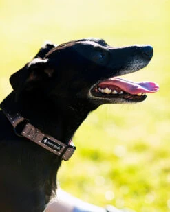 Snow Peak SP Slip Collar 7 Snow Peak SP Slip Collar -Outdoor Camping Sale dog collar pt 110 lifestyle 04 web