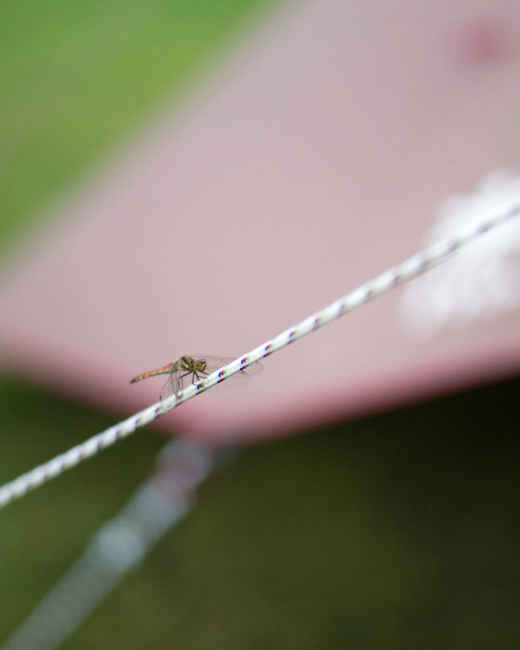 Snow Peak Polypropylene Rope Pro. 3mm 4 Snow Peak Polypropylene Rope Pro. 3mm - Image 2